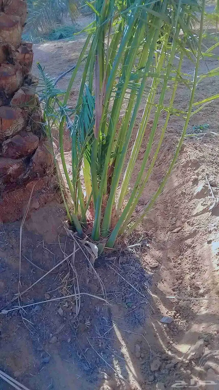 نخل فروخ وجثايث القصيم نخل طيب سعرنا معقول 5