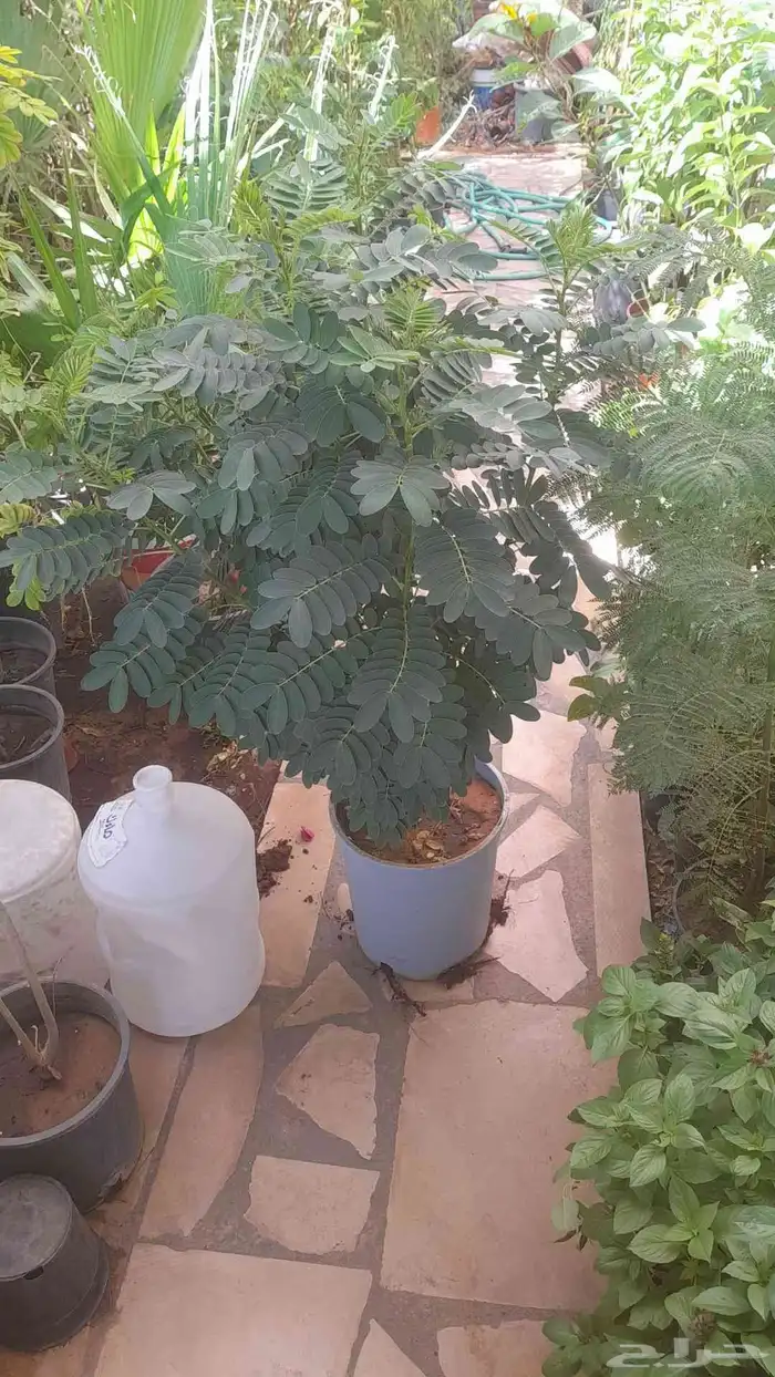 منسق حديق وتركيب جميع شبكات الري العادي والاتمتك 3