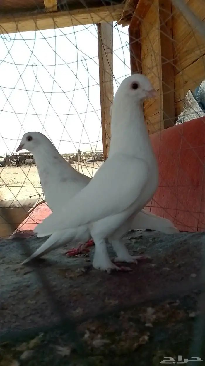 مجموعه حمام زينه 1