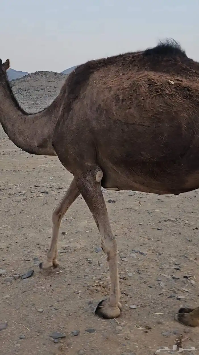 ناقه عادي تم البيع 4