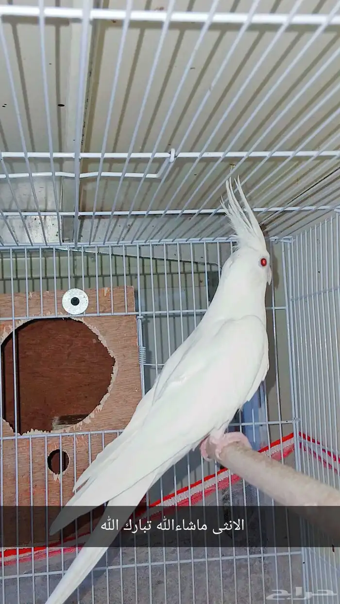 زوج كروان البينو عيون حمراء منتج شرط 2