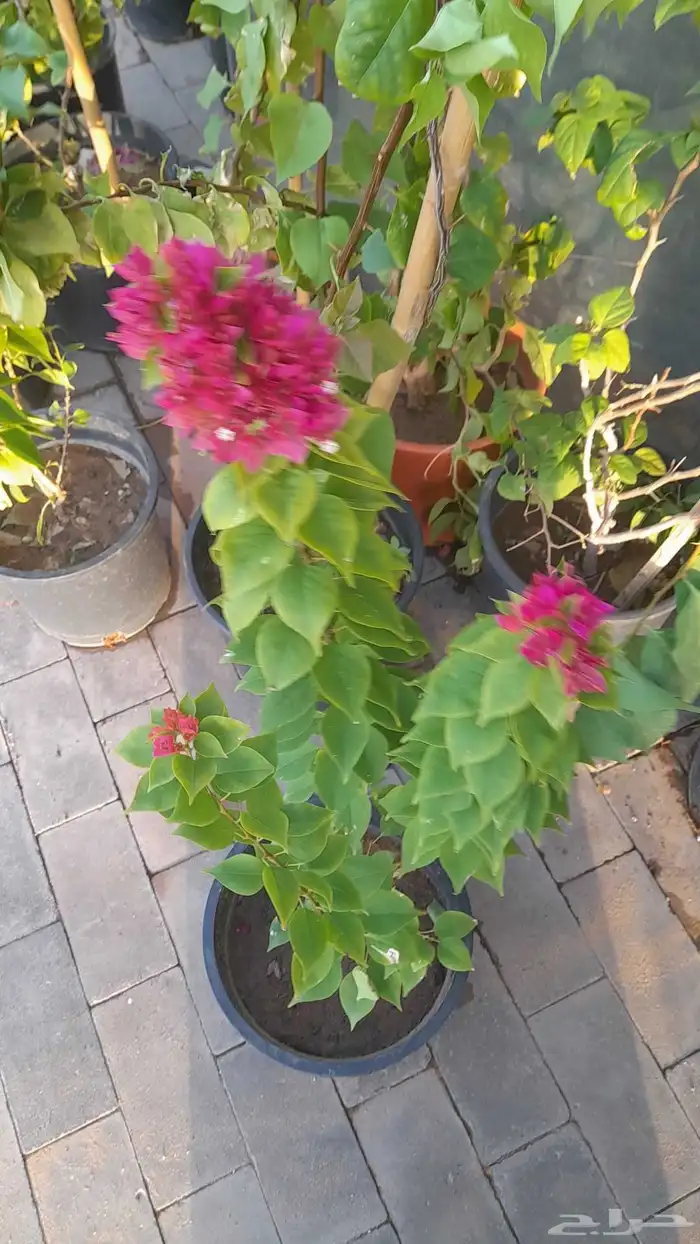 منسق حديق وتركيب جميع شبكات الري العادي والاتمتك 5