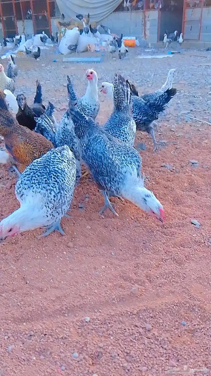 دجاج فيومي شبابي بياض دم صافي 4