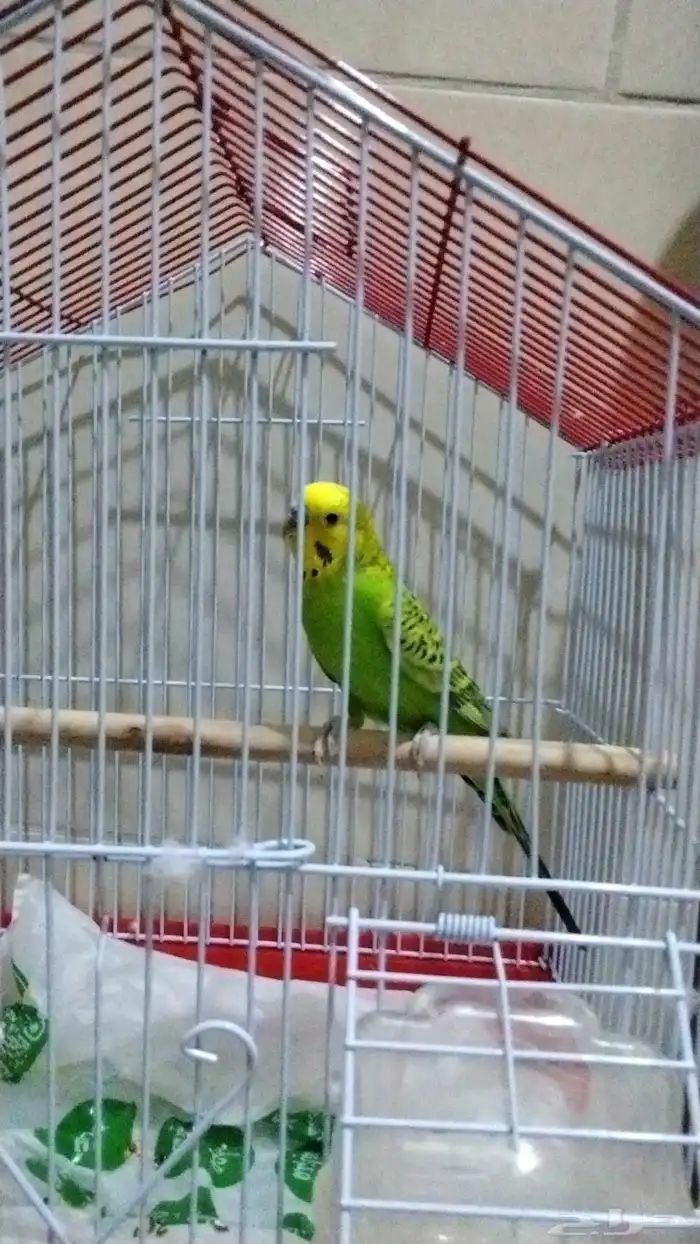 الباجي 3
