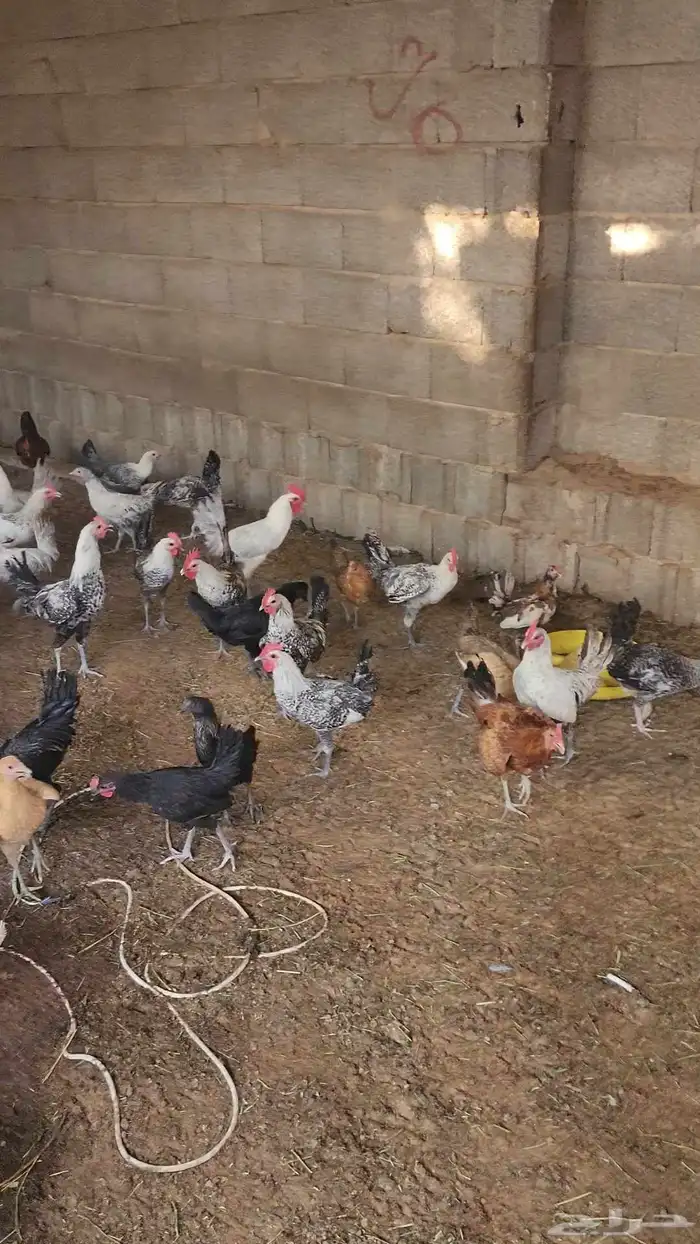 للبيع دجاج 7