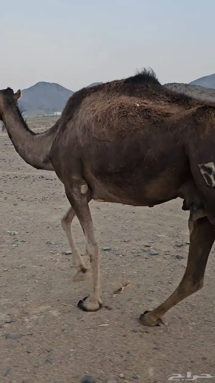 ناقه عادي تم البيع 3