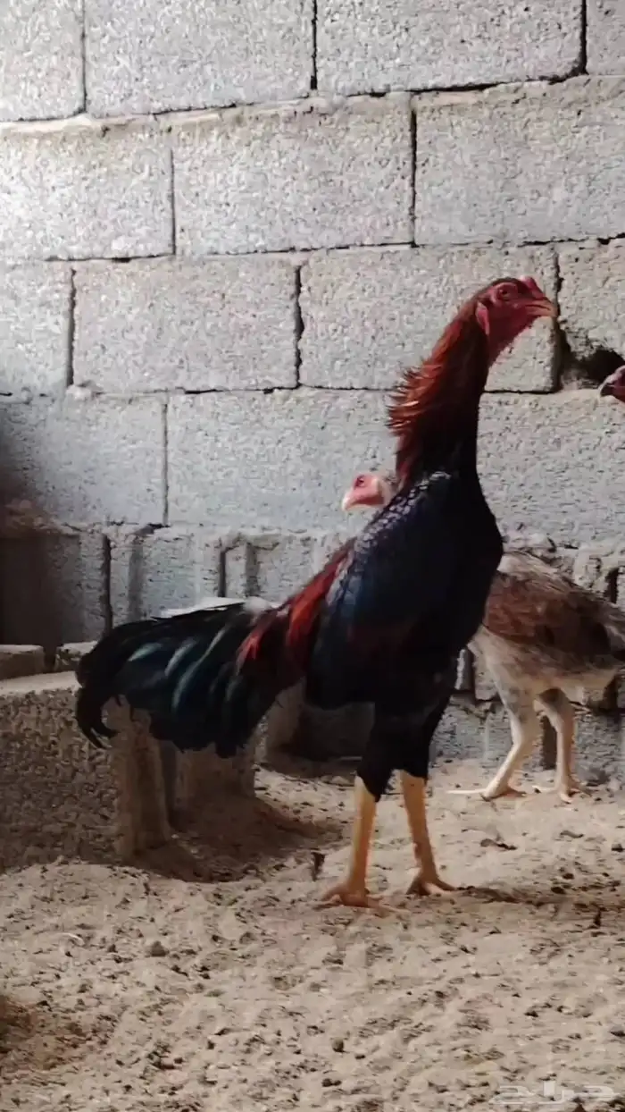 طقم برازيلي فاخر 1
