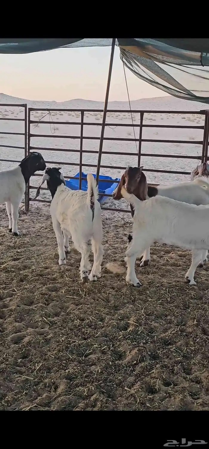 للبيع 4 تيوس هجين مع بوقوت 1