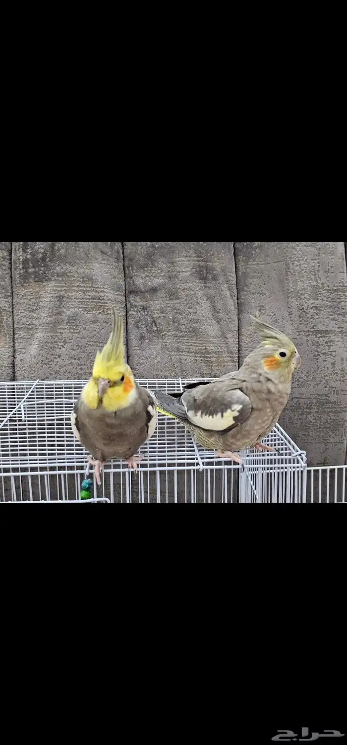 زوج كروان إنتاج 0