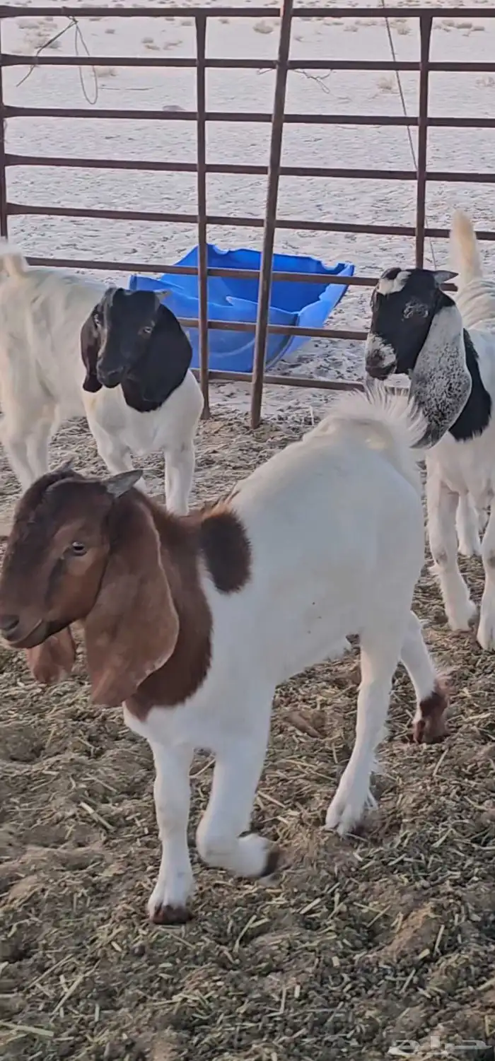 للبيع 4 تيوس هجين مع بوقوت 0