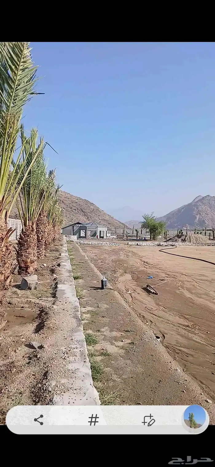 مكه  جده  الطايف نجران  القصيم   يتوفر لدينا جميع النخيل 4
