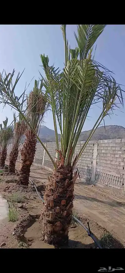 مكه  جده  الطايف نجران  القصيم   يتوفر لدينا جميع النخيل index