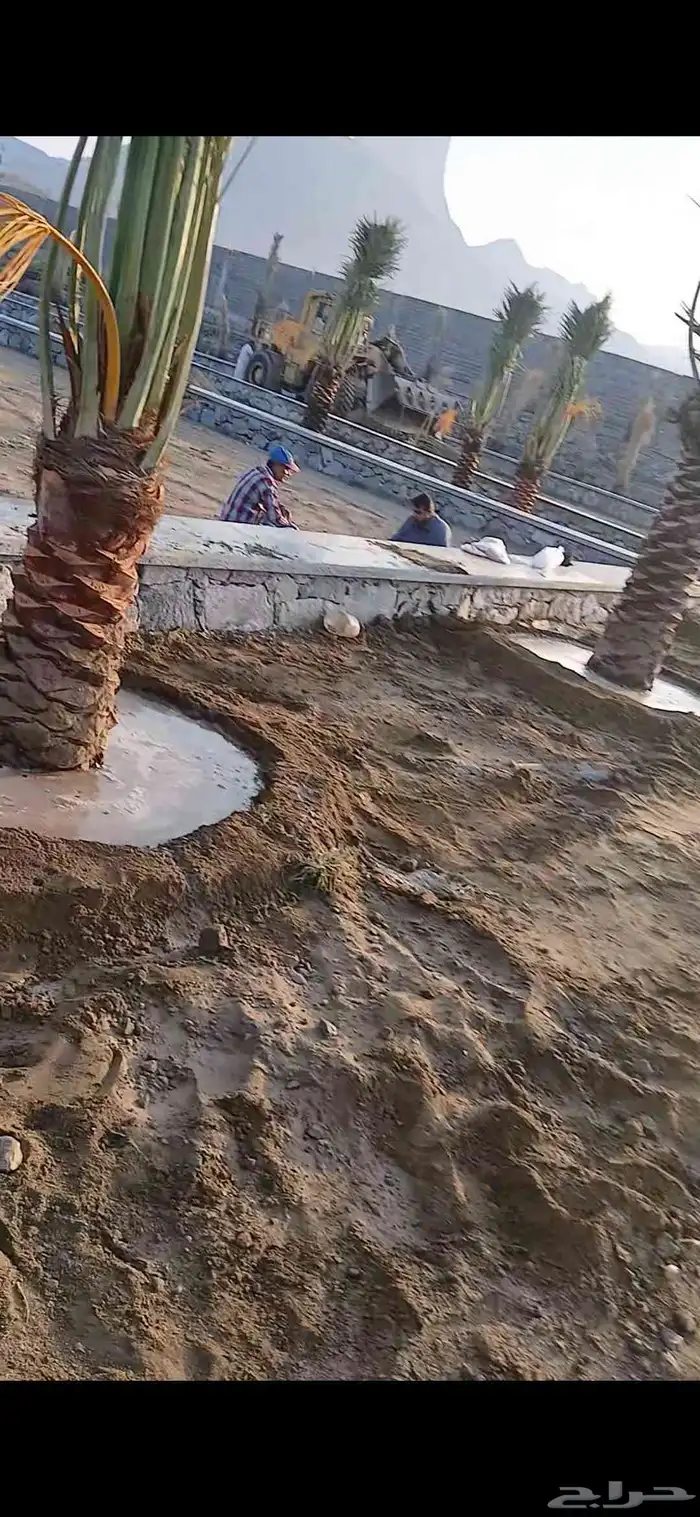 مكه  جده  الطايف نجران  القصيم   يتوفر لدينا جميع النخيل 9