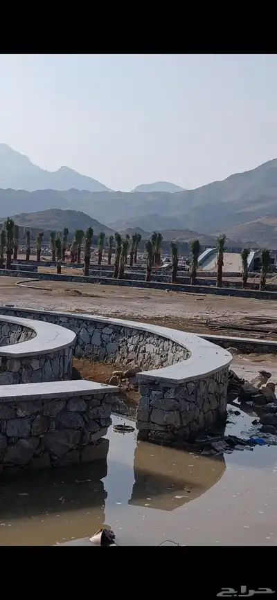 مكه  جده  الطايف نجران  القصيم   يتوفر لدينا جميع النخيل index
