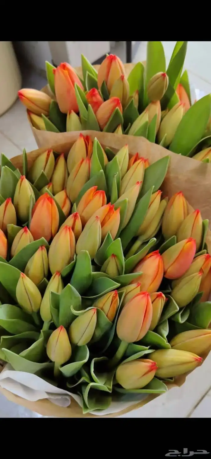 ورد هدايا باقات محل ورد باقات كبيره بوكيهات كبيره ورد كبير 7