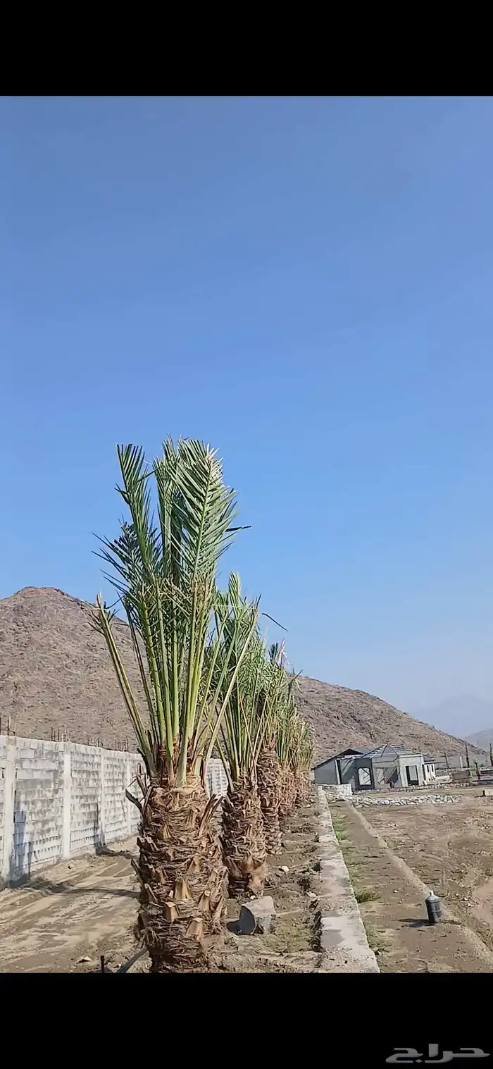 مكه  جده  الطايف نجران  القصيم   يتوفر لدينا جميع النخيل 5