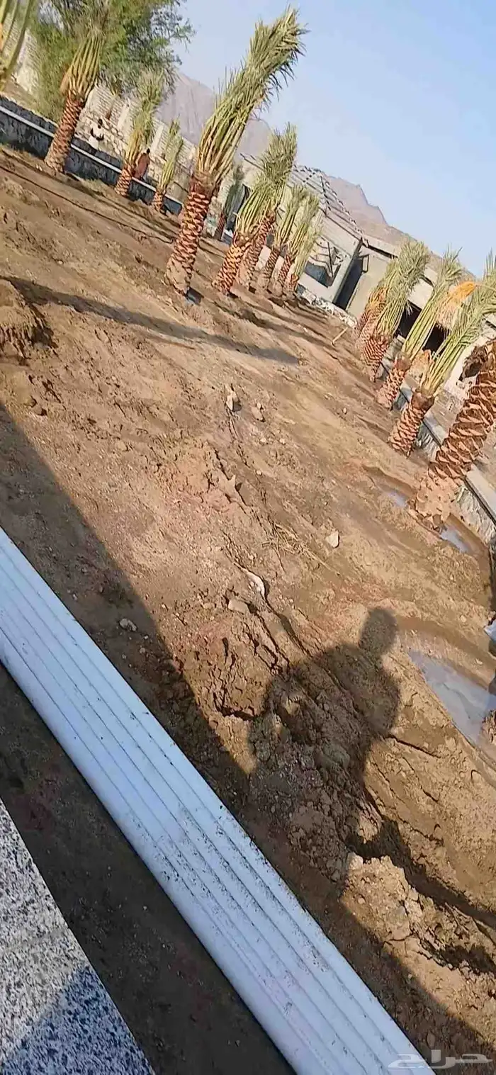 مكه  جده  الطايف نجران  القصيم   يتوفر لدينا جميع النخيل 7
