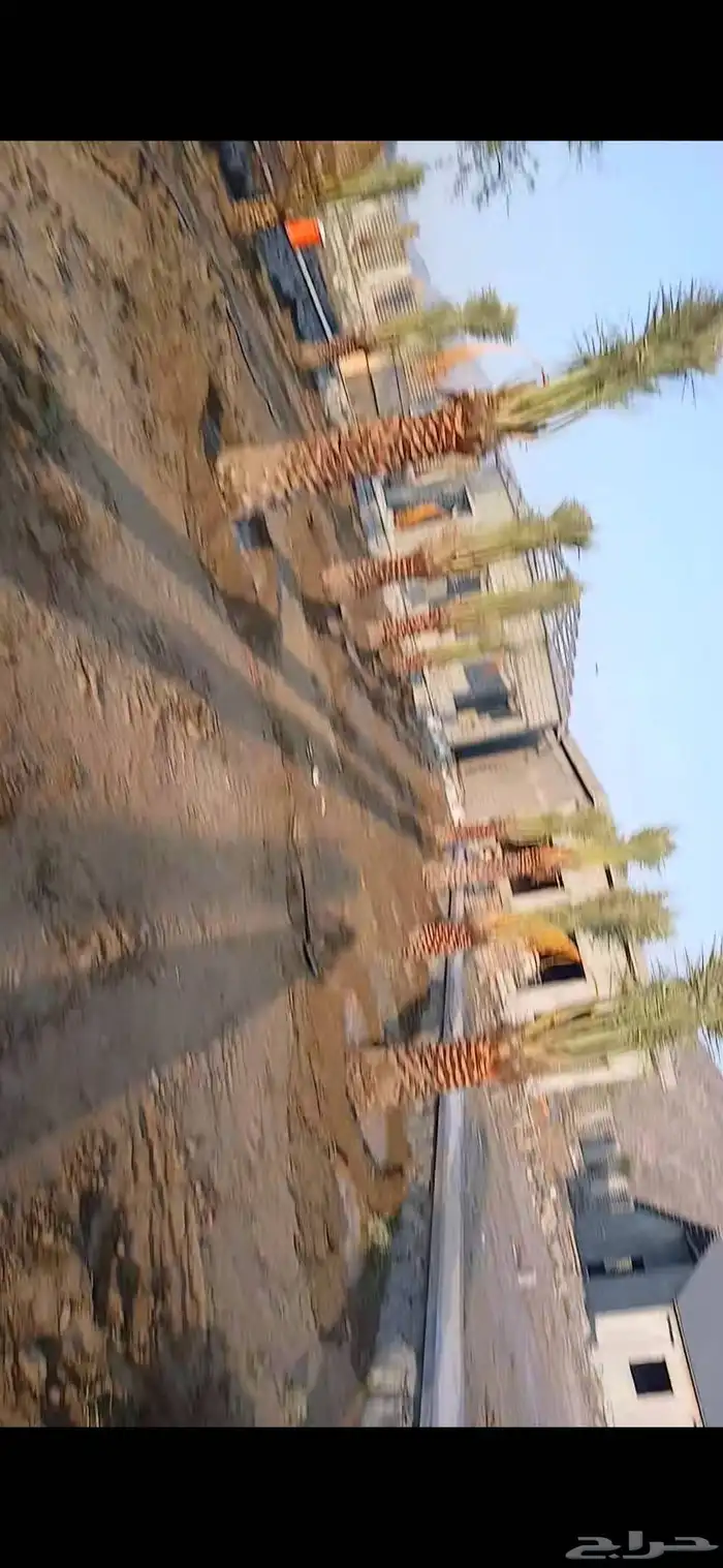 مكه  جده  الطايف نجران  القصيم   يتوفر لدينا جميع النخيل 8
