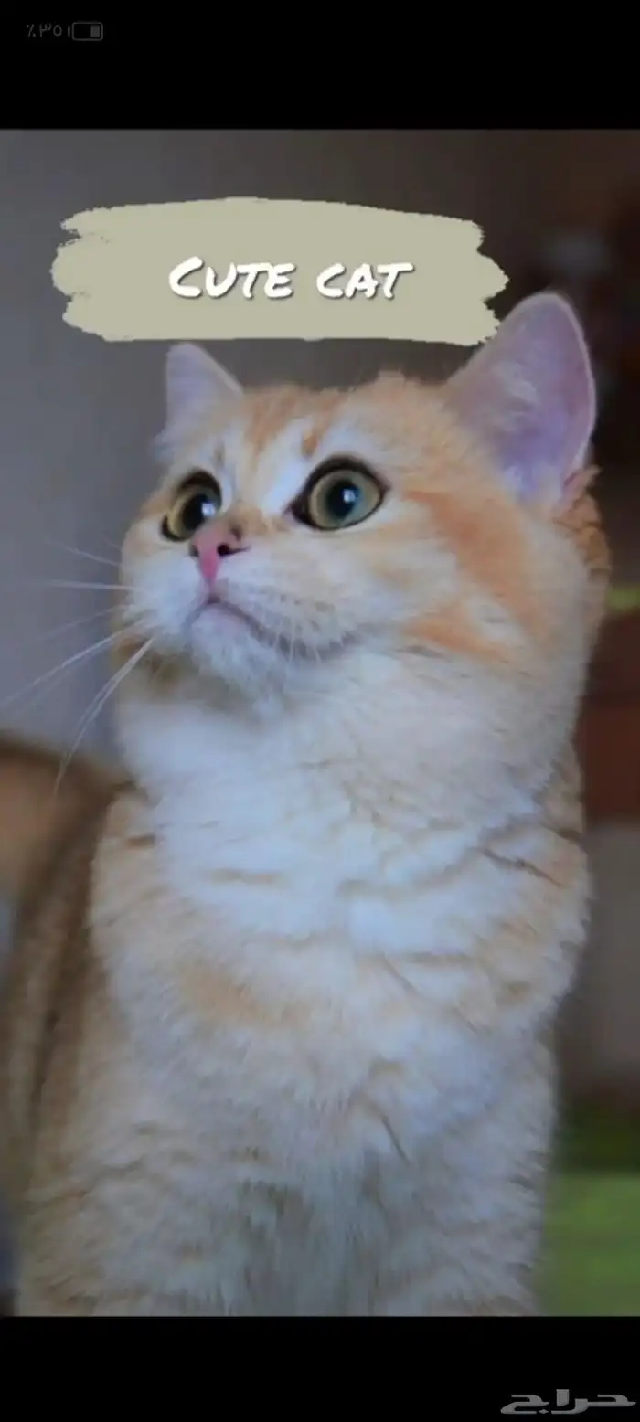 ذكر فحل مسجل سكوتش ny12 6