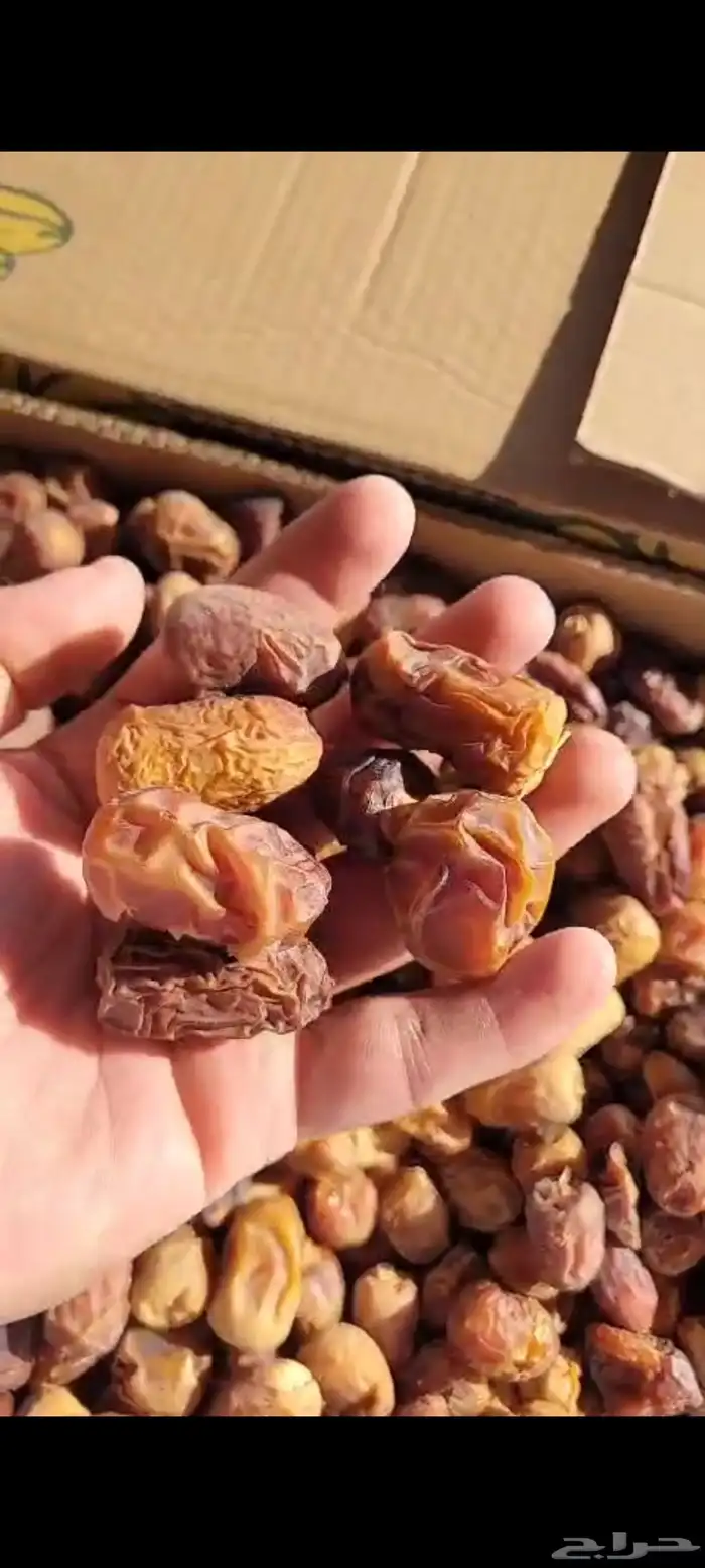 علف تمر 700 كرتون موز للغنم والابل 3