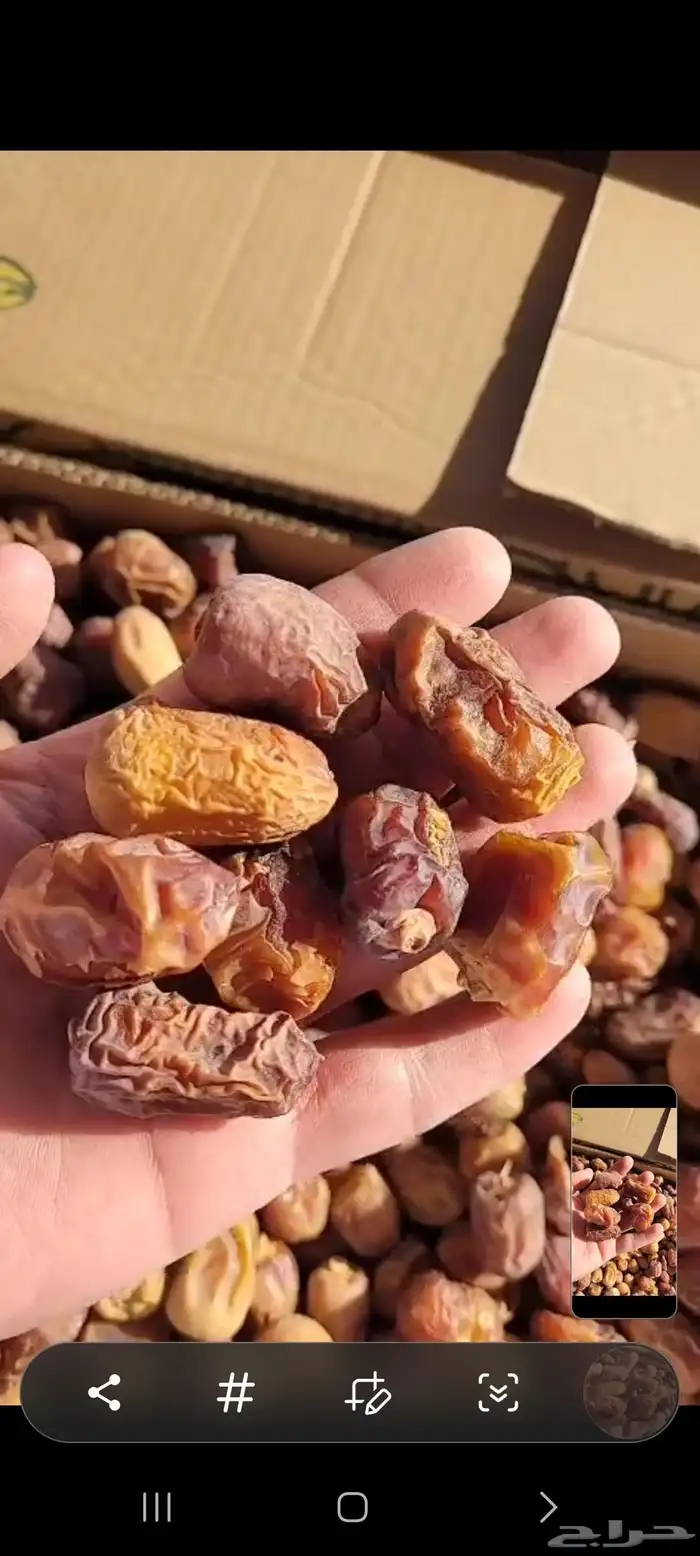 علف تمر 700 كرتون موز للغنم والابل 2