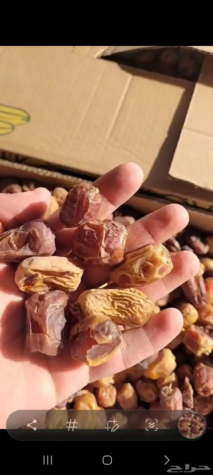 علف تمر 700 كرتون موز للغنم والابل 1