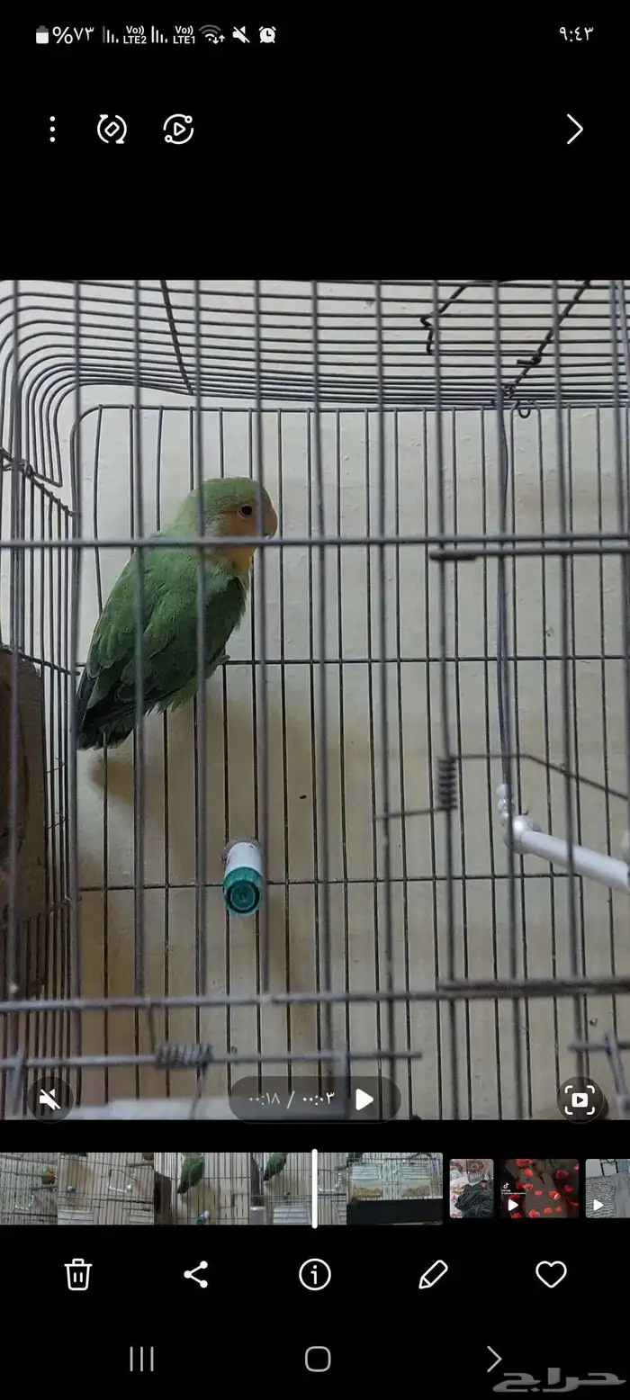 طير الروز مع قفص واستحمام كله 2
