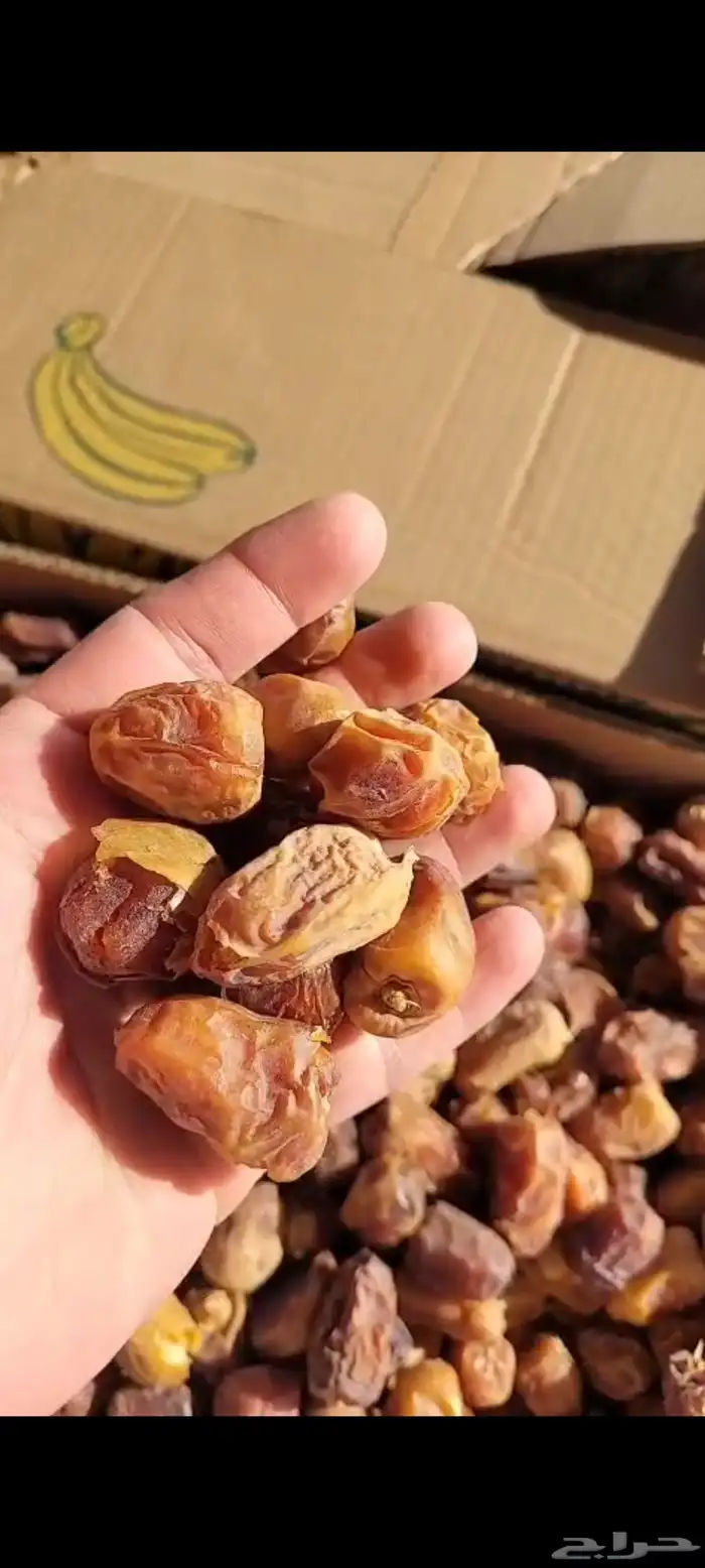 علف تمر 700 كرتون موز للغنم والابل 0