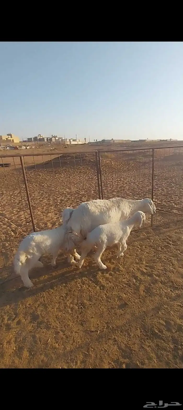 حريه والد وبهم تم البيع 5