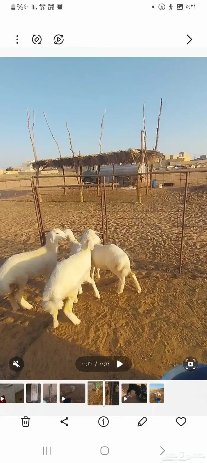 حريه والد وبهم تم البيع 1