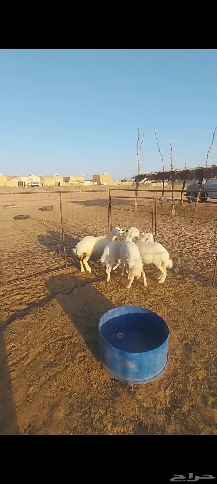 حريه والد وبهم تم البيع 0