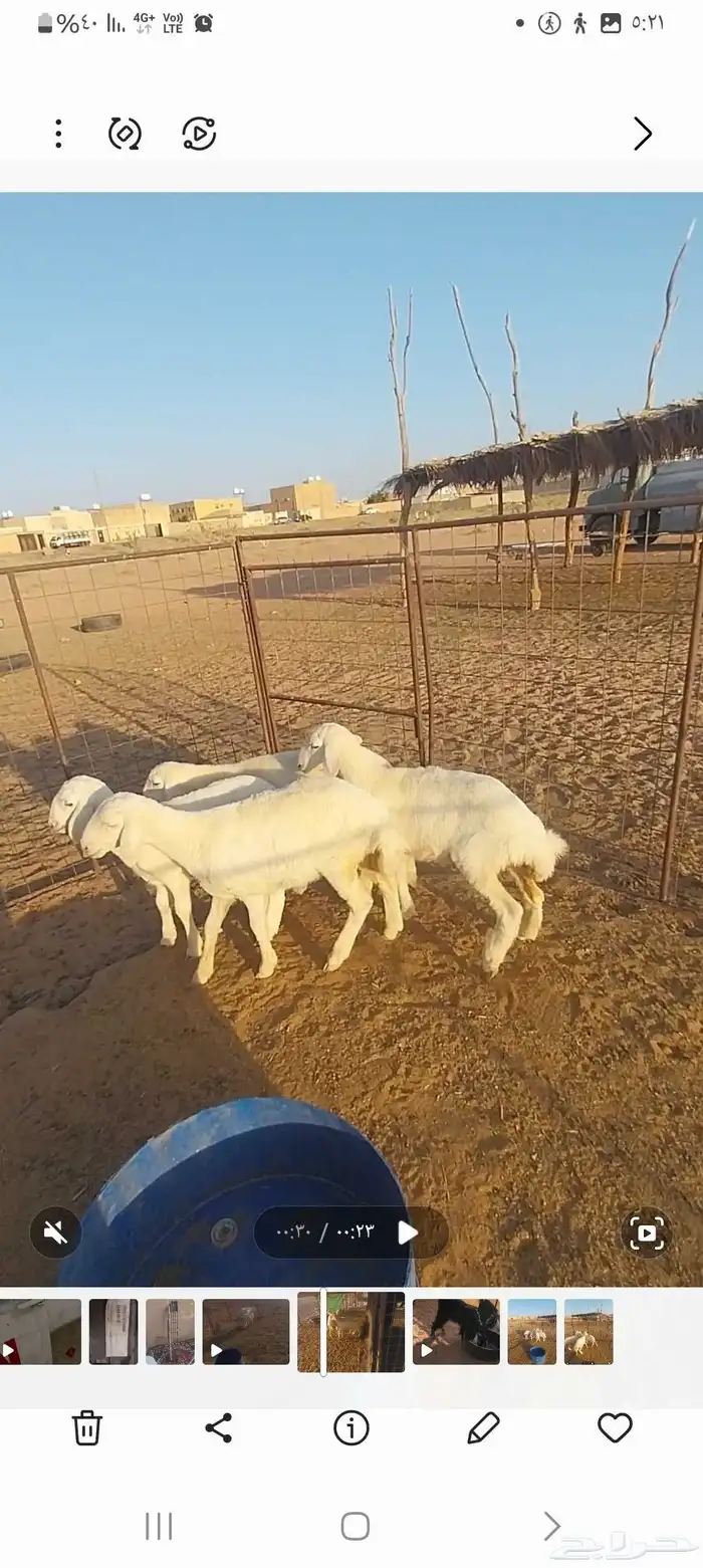 حريه والد وبهم تم البيع 2