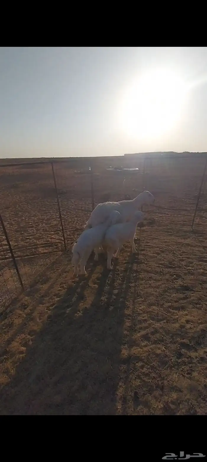 حريه والد وبهم تم البيع 3