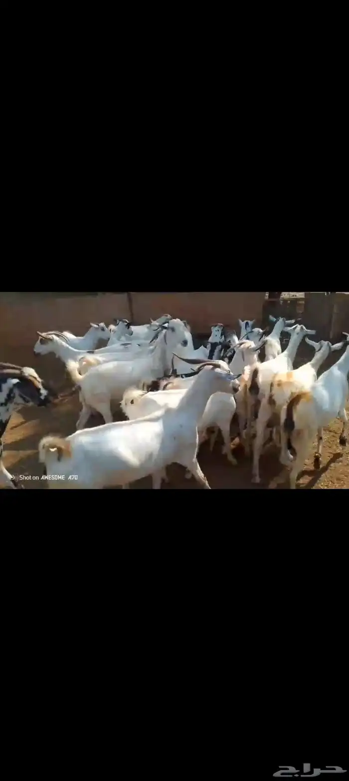 غنم بيشيات بلدي العدد لعدد 30 4