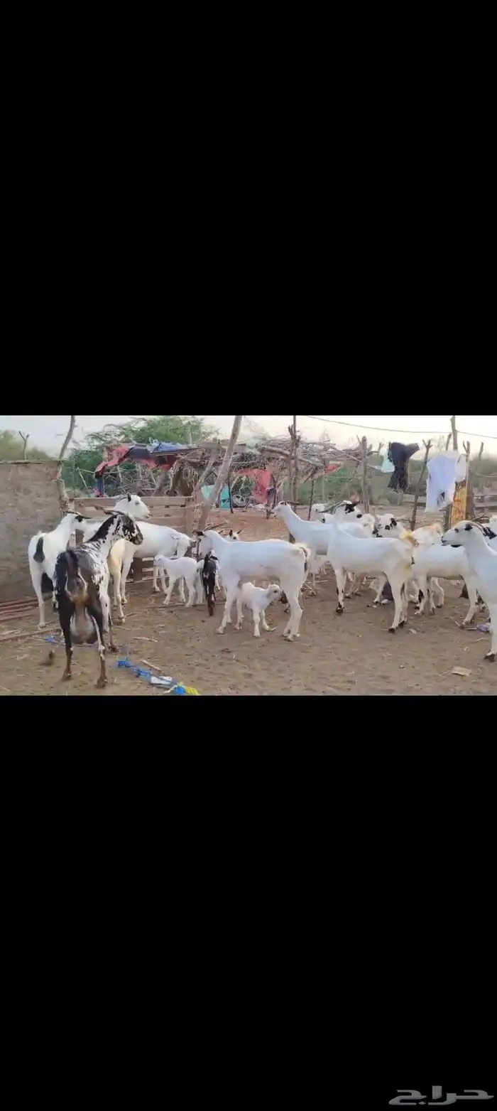 غنم بيشيات بلدي العدد لعدد 30 1