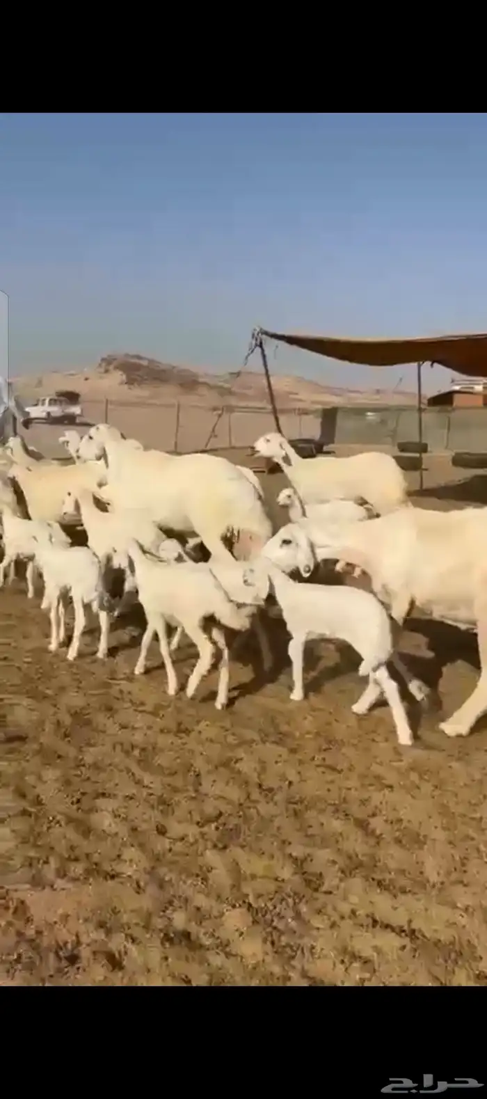 غنم حريات خلفات 6
