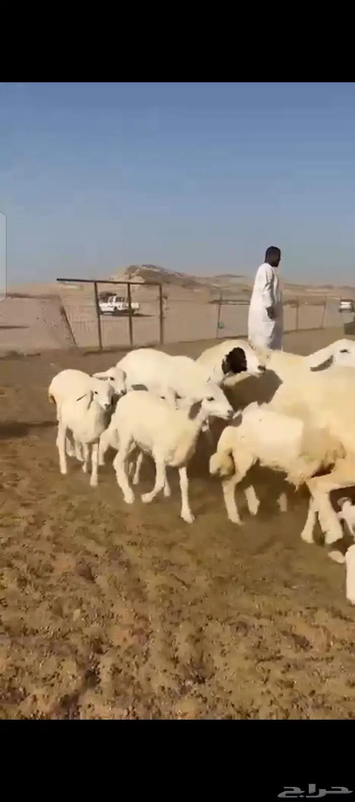 غنم حريات خلفات 7