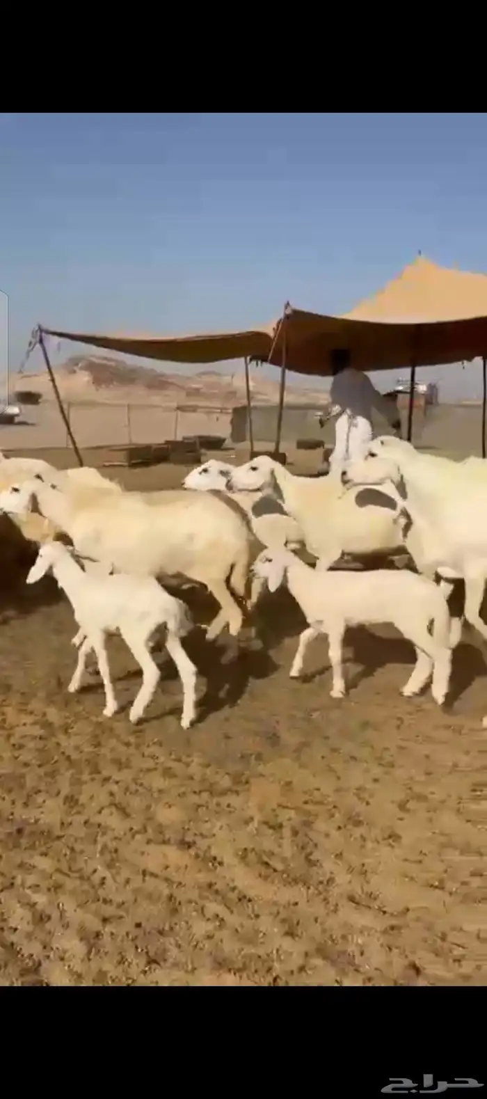 غنم حريات خلفات 8
