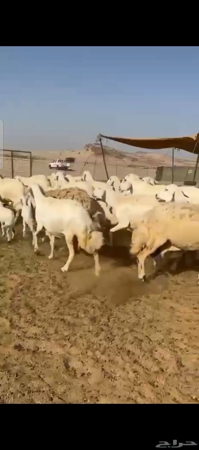 غنم حريات خلفات 1