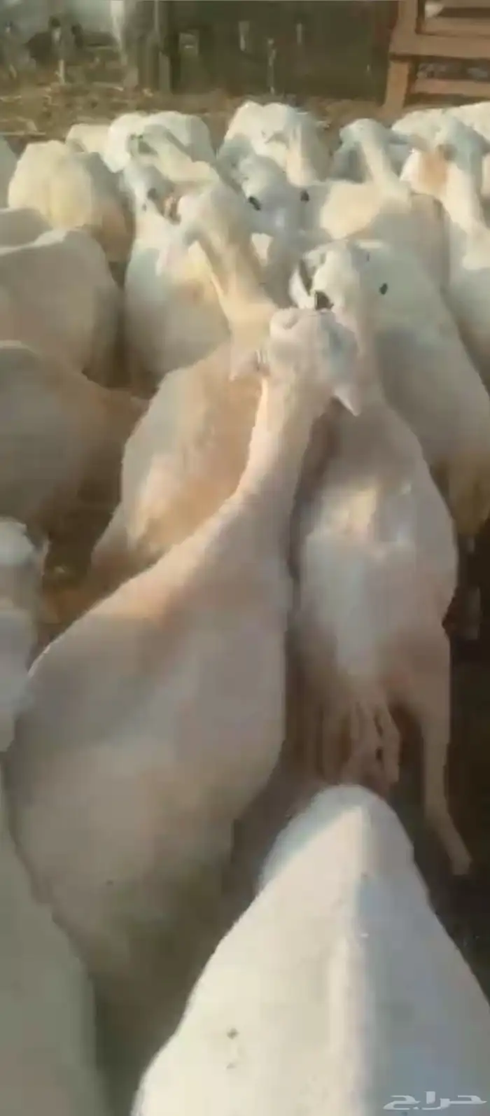 ضان رفيديات مرح واحد مقاني العدد 50 0