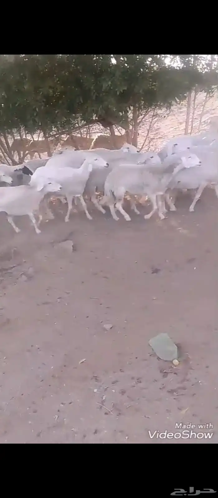 ضأن حريات للبيع الموقع الحريضه واجهه عسير البحريه 2