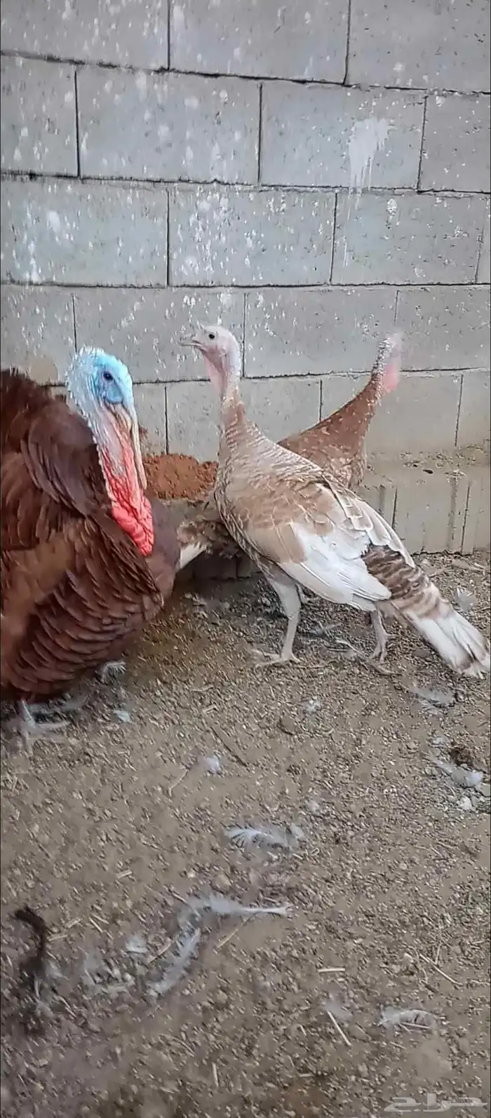 بيض دجاج رومي مخصب 1
