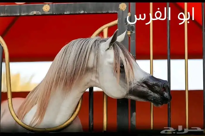 فرس شعبيه شيخه بنت ميمون الصواري 2