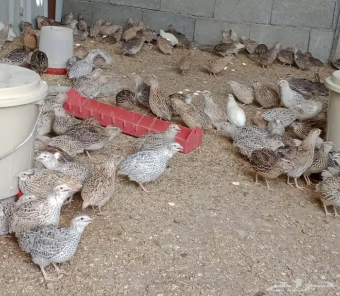 عرض بيع سمان كبار 2