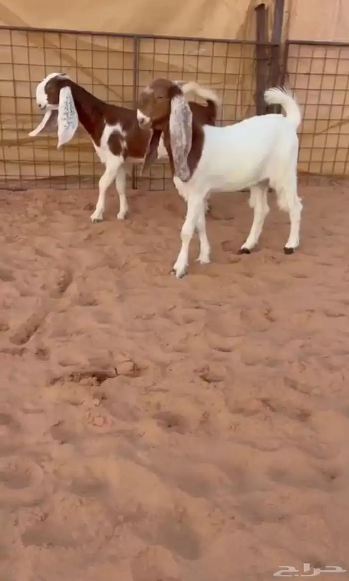 جفار مشاريك شامي خوات 0