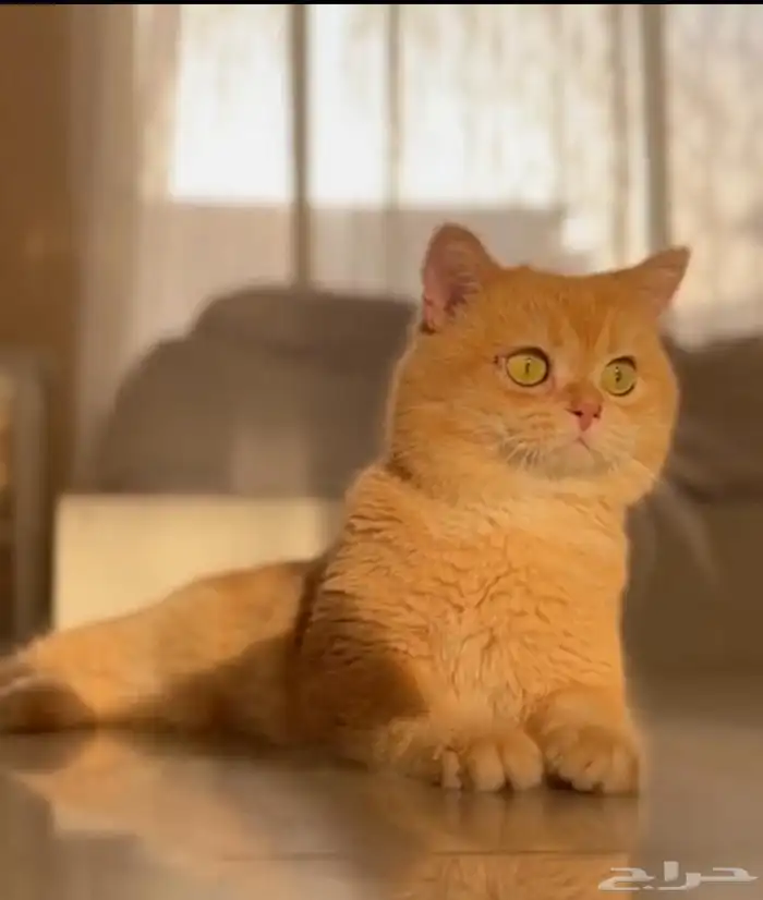 ذكر فحل مسجل سكوتش ny12 4