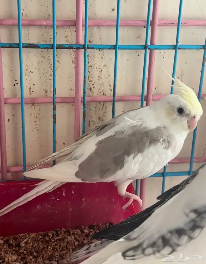 ذكور كروان 5