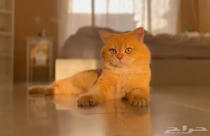 ذكر فحل مسجل سكوتش ny12 3