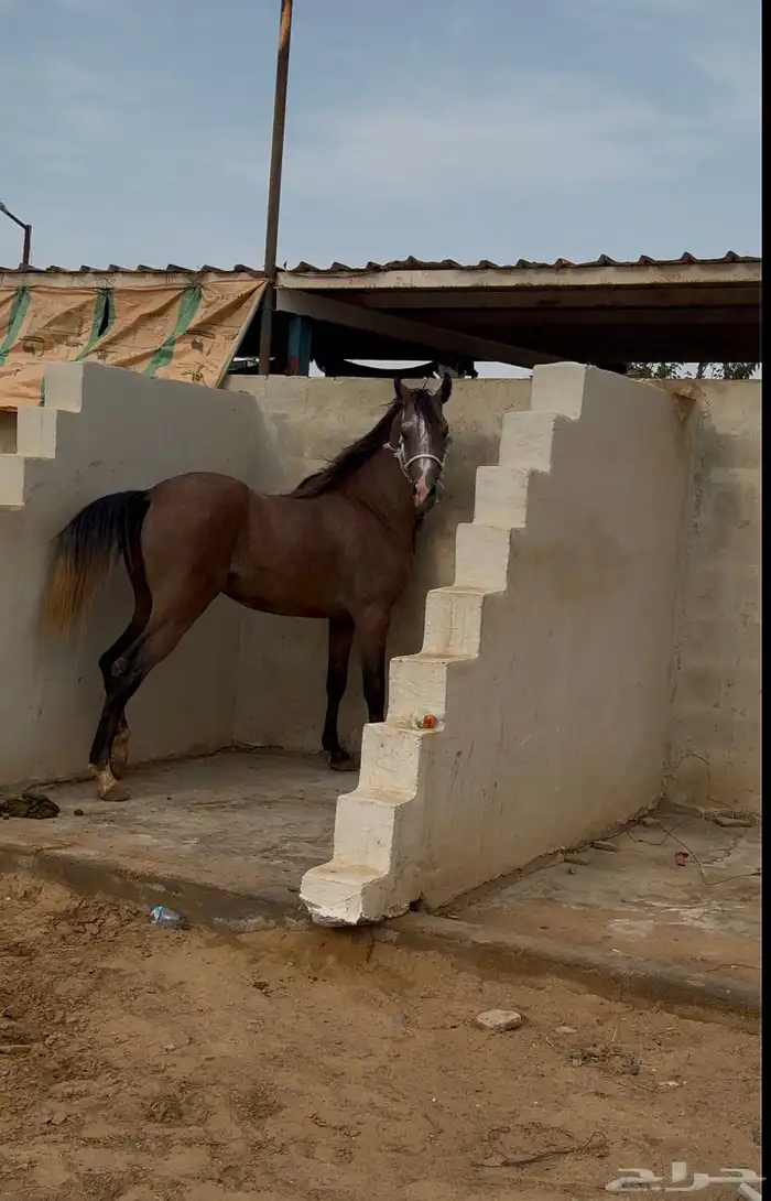 حصان للبيع 6