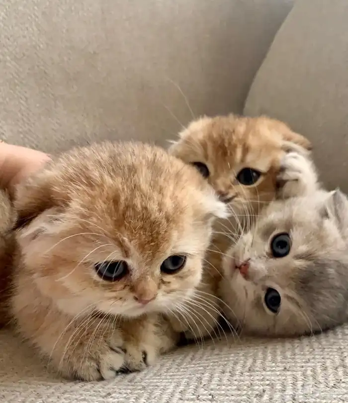 ذكر فحل مسجل سكوتش ny12 7